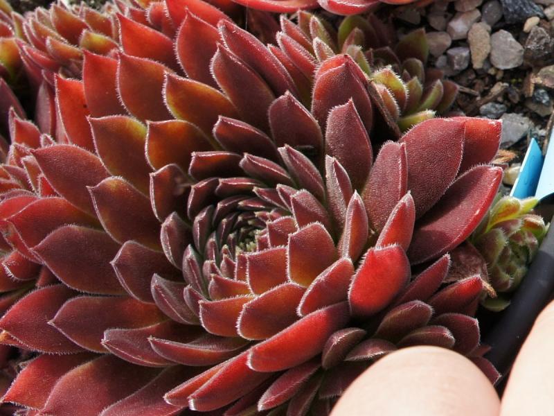 Pacific Sexy