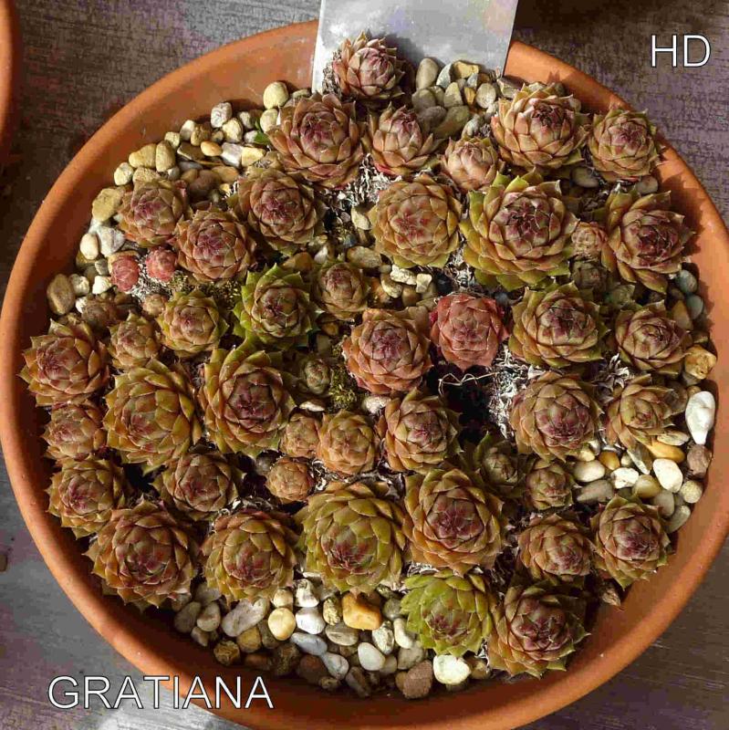 Gratiana