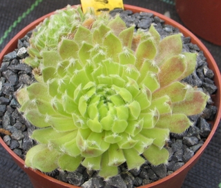 Glitzerberg