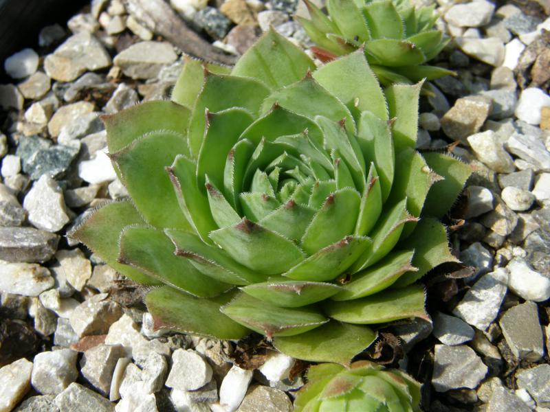 Green Giant