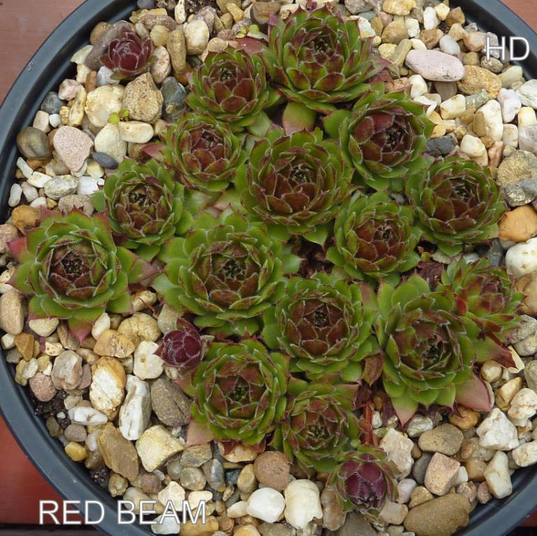 Red Beam