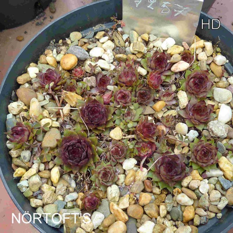 Nörtoft's