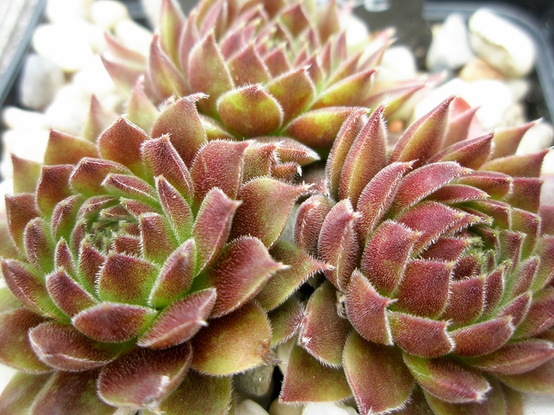 Pacific Joyce