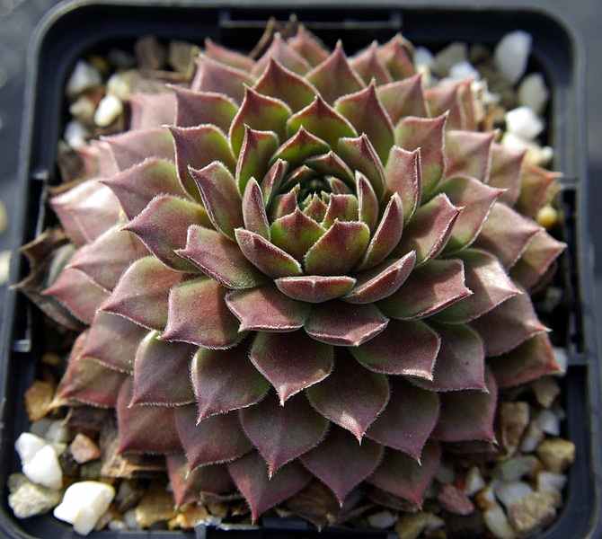 Pacific Joyce