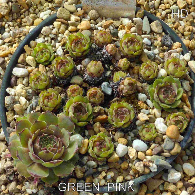 Green Pink