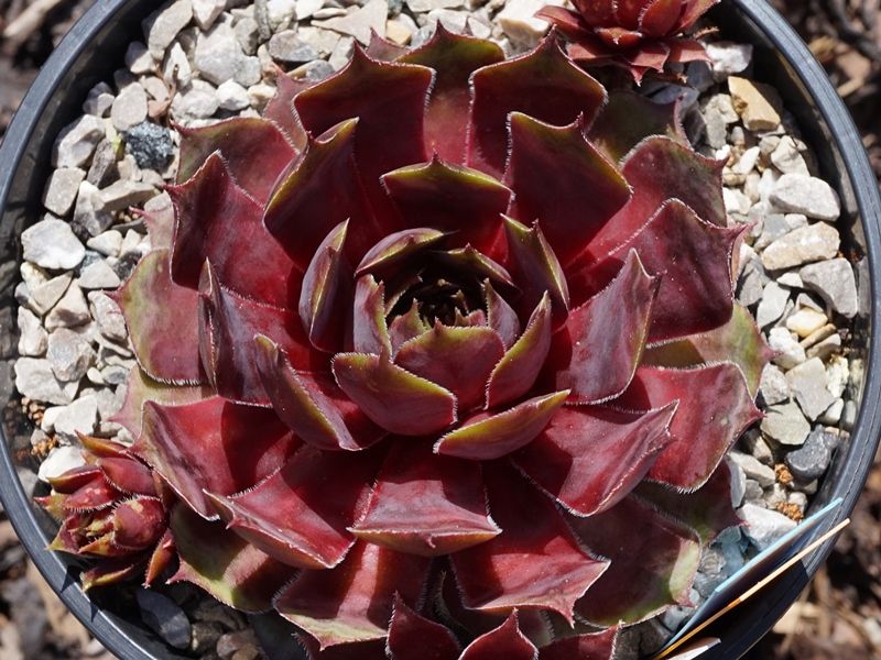 Sunray Goliath