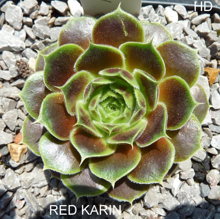 Red Karin / Jovi