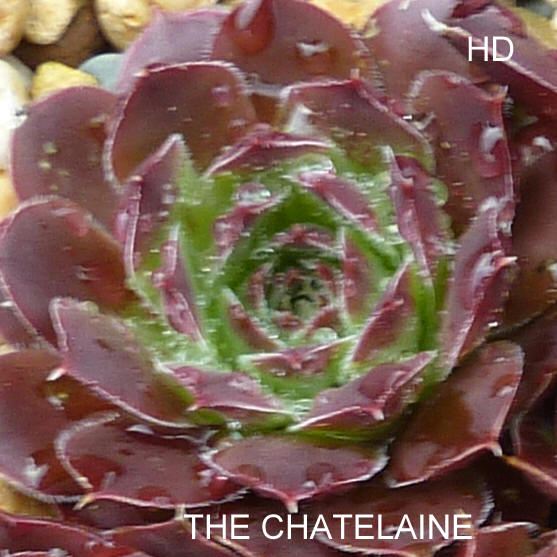 The Chatelaine / Jovi