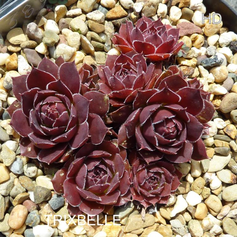 Trixbelle / Jovi