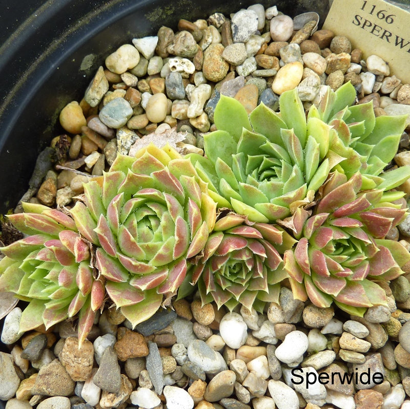 Sperwide / Jovi