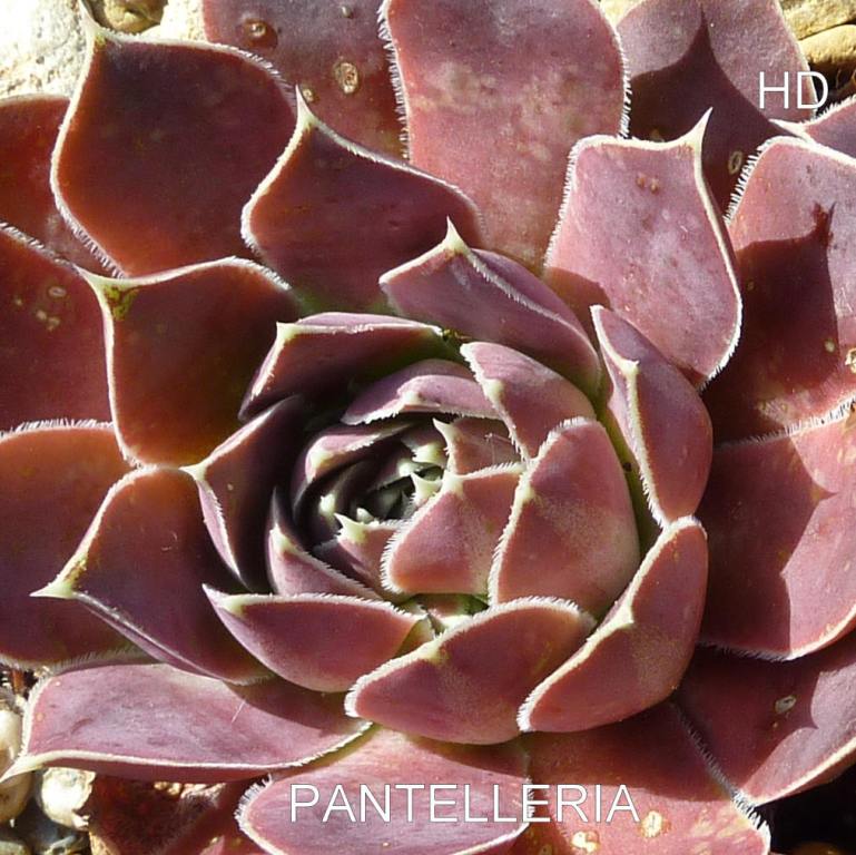 Pantelleria / Jovi