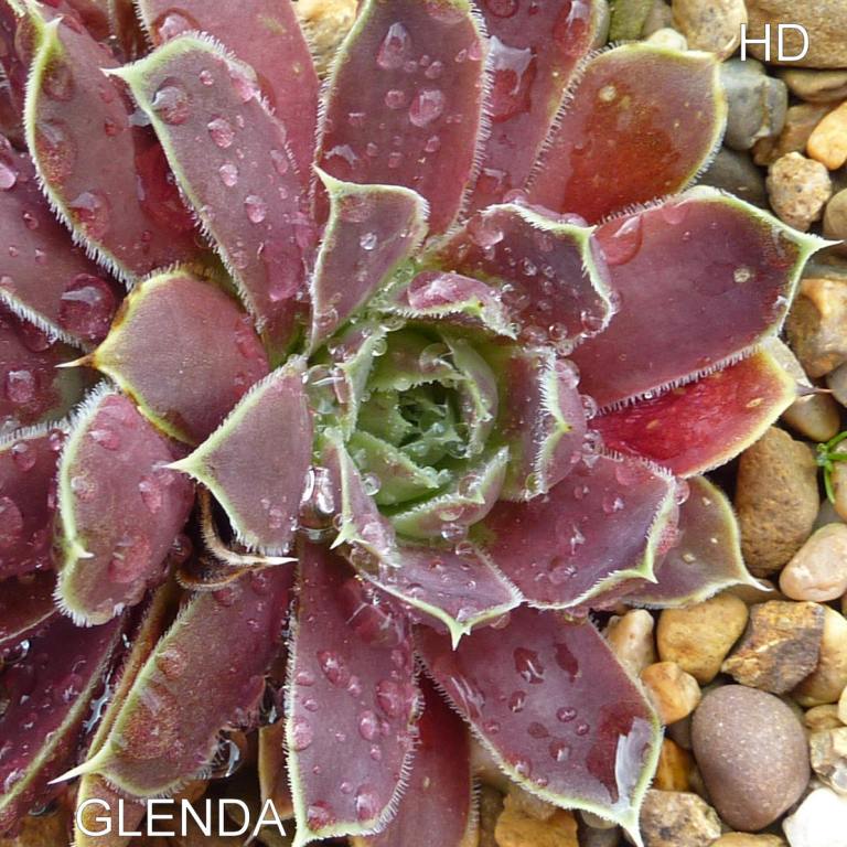 Glenda / Jovi