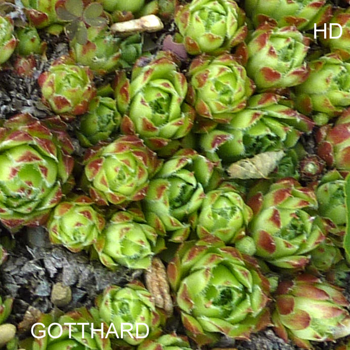 Gotthard