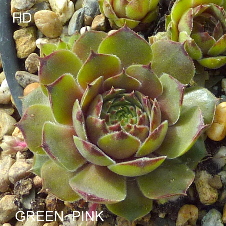 Green Pink