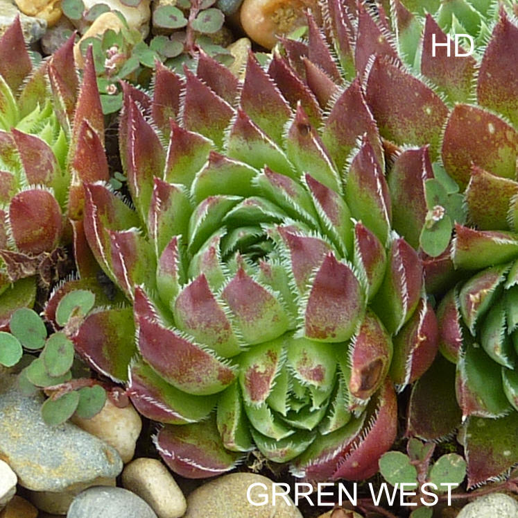 Green West / Jovi