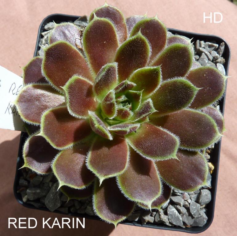Red Karin / Jovi