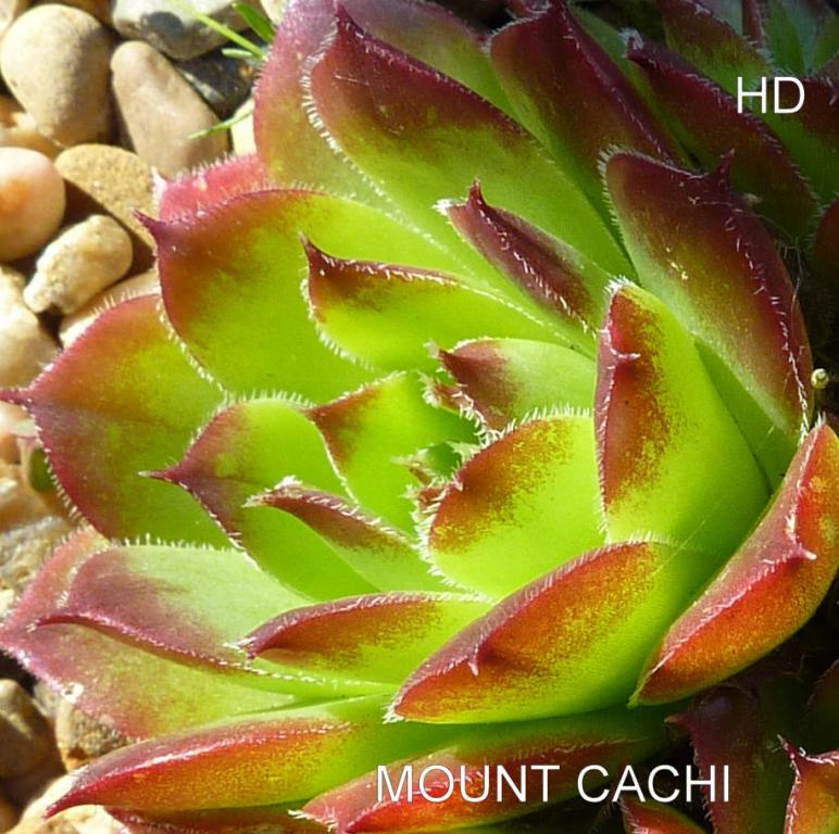 Mount Cachi / Jovi