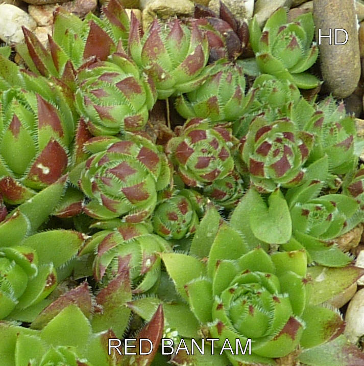 Red Bantam / Jovi
