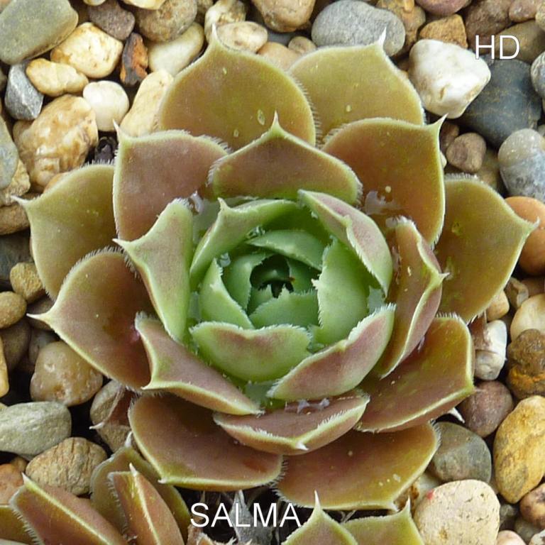 Salma / Jovi