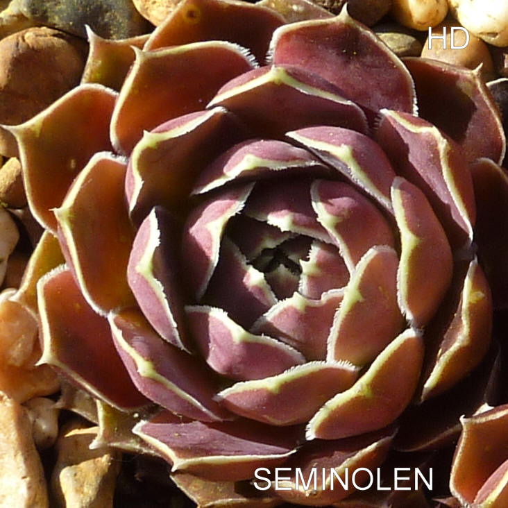 Seminolen / Jovi