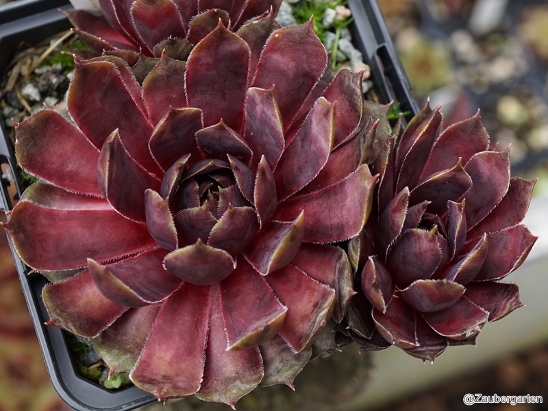 Sunray Goliath
