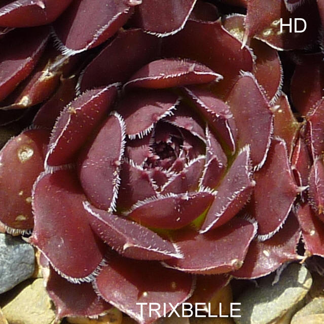 Trixbelle / Jovi
