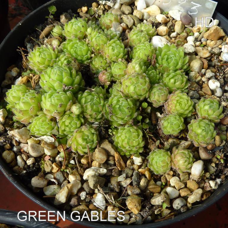 Green Gables