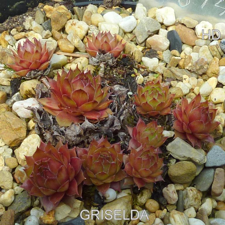 Griselda