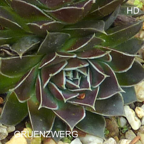 Gruenzwerg / Jovi