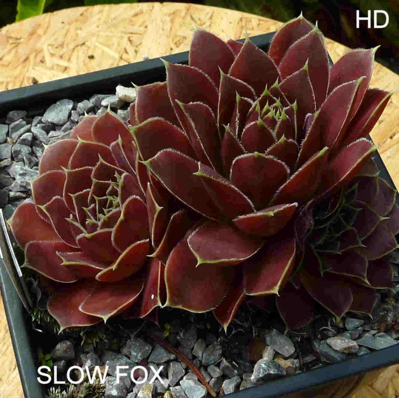 Slow Fox / Jovi