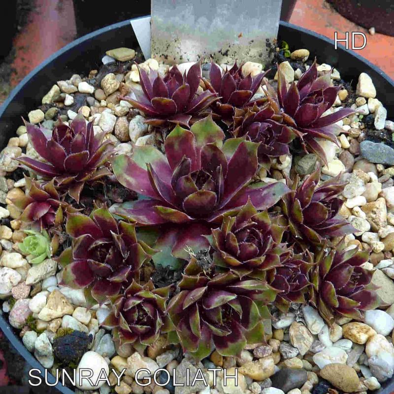 Sunray Goliath