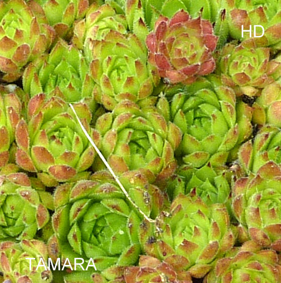 Tamara