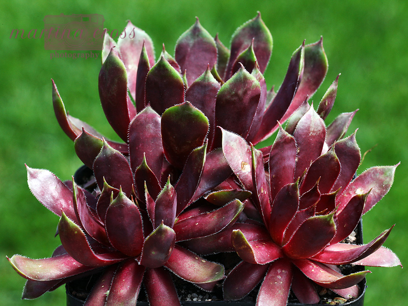 Sunray Goliath