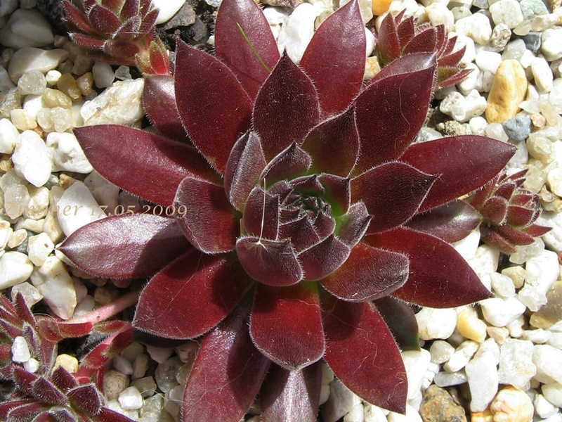 Pacific Joyce