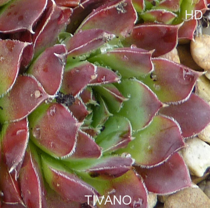 Tivano / Jovi