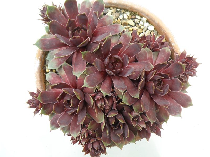 Sunray Goliath
