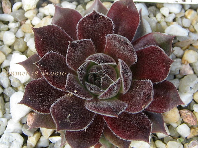 Pacific Joyce