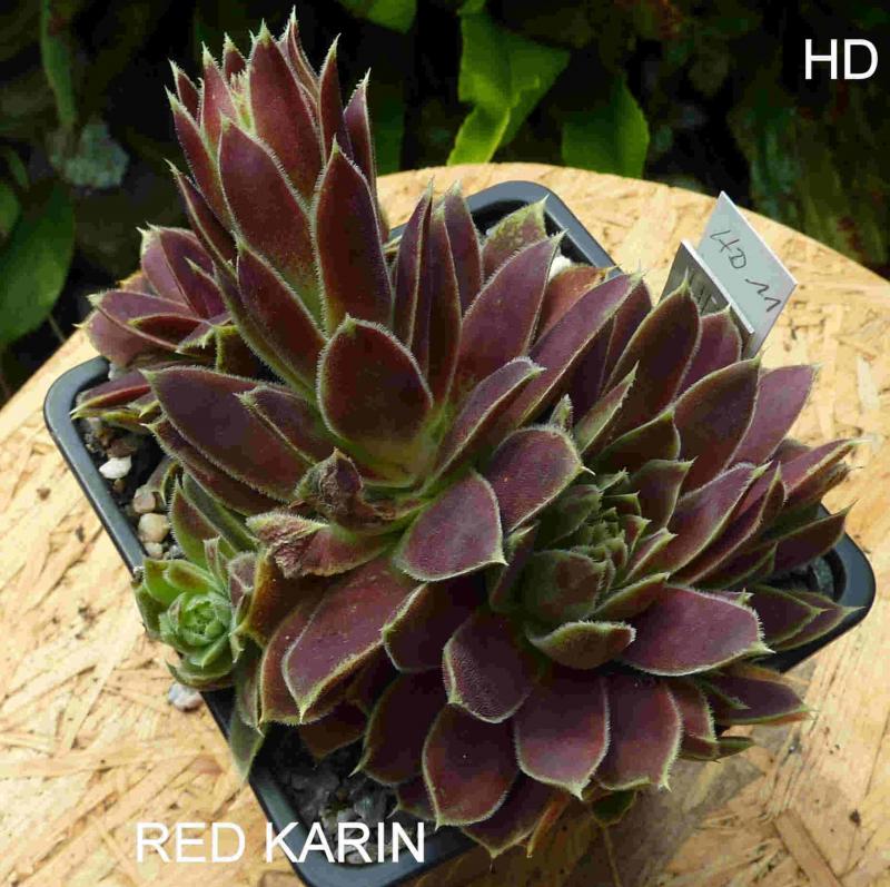 Red Karin / Jovi