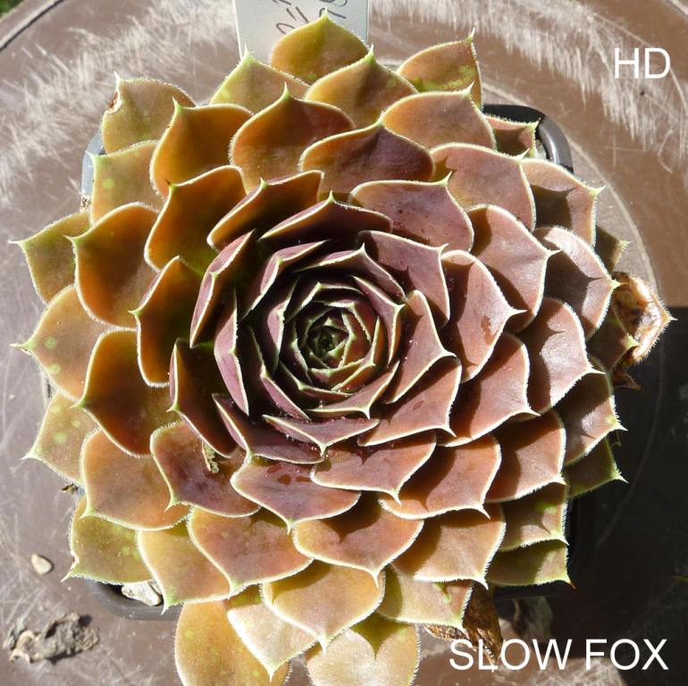 Slow Fox / Jovi