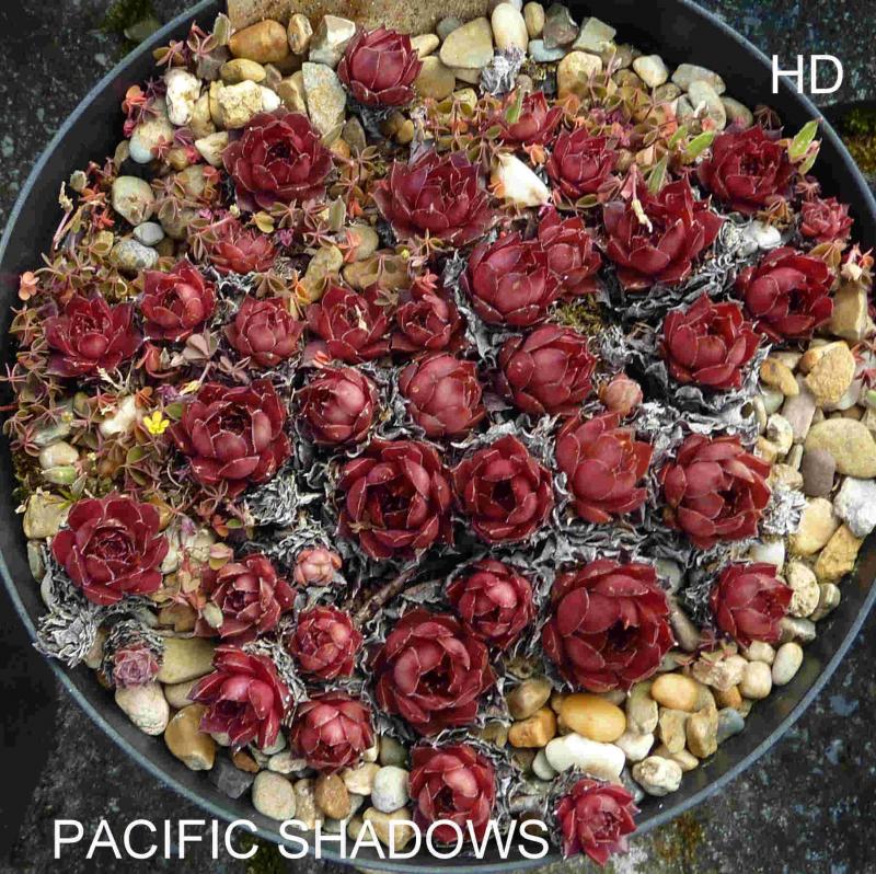 Pacific Shadows