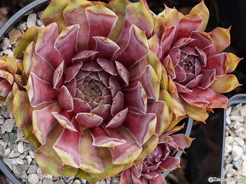 Sunray Goliath