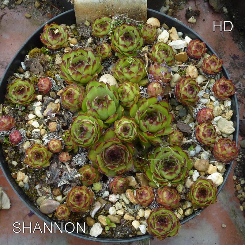 Shannon