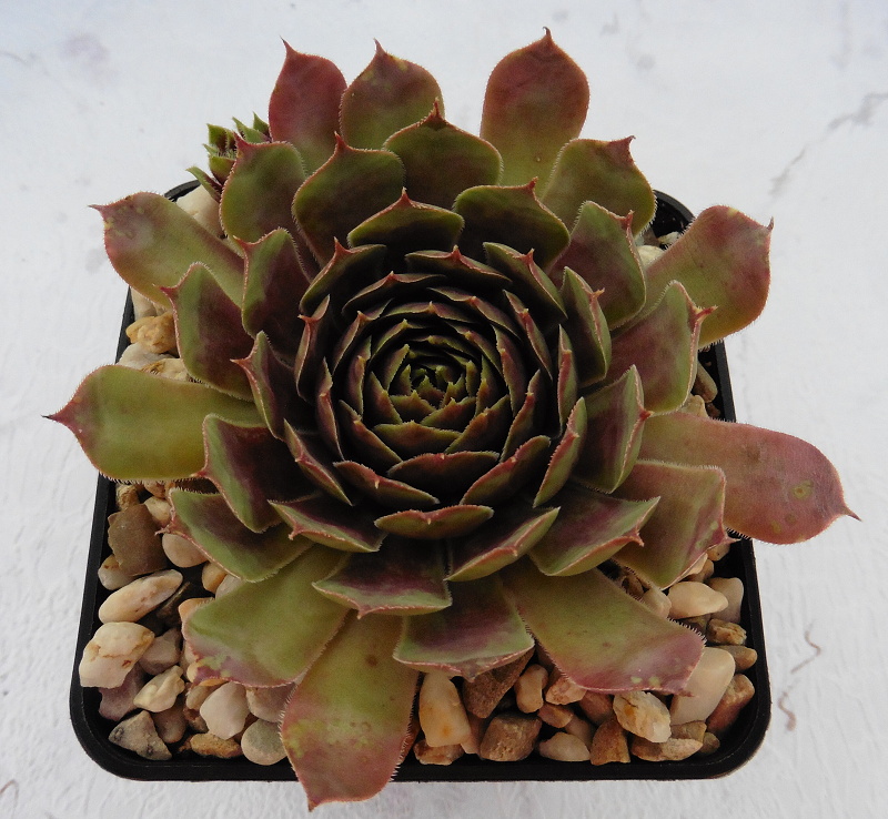 Sunray Goliath