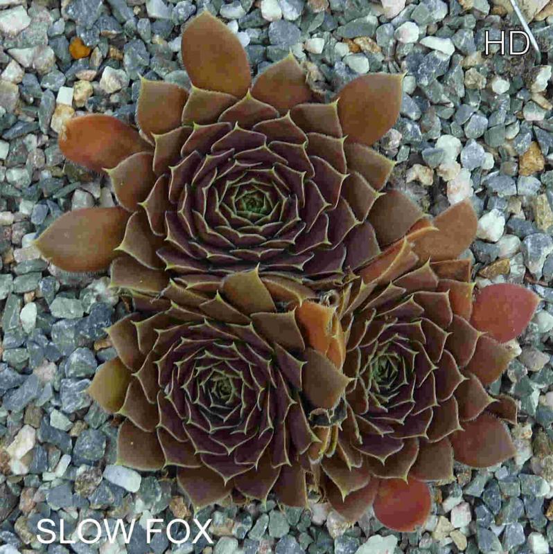 Slow Fox / Jovi