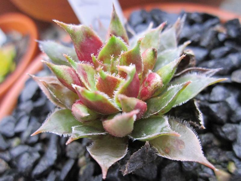 Sunray Goliath