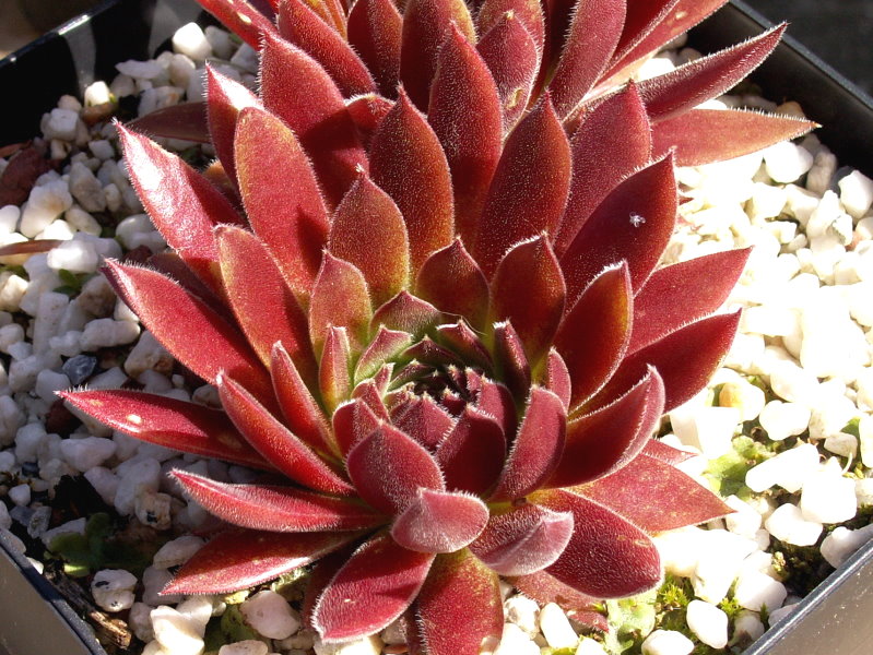 Pacific Joyce