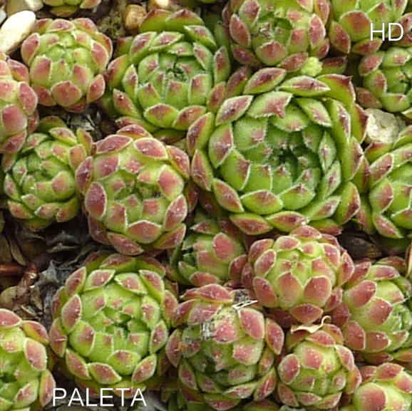 Paleta