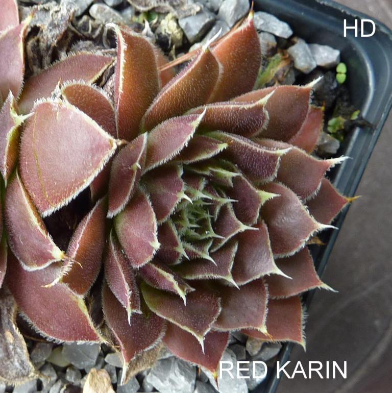 Red Karin / Jovi