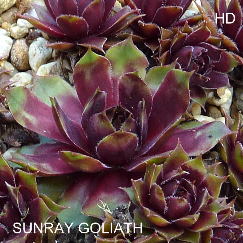 Sunray Goliath