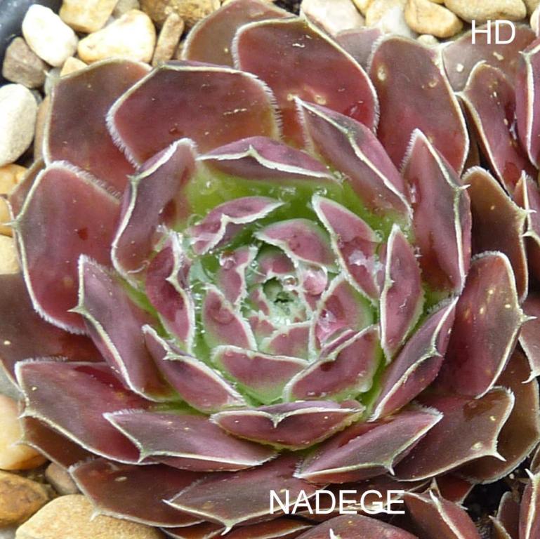 Nadege / Jovi